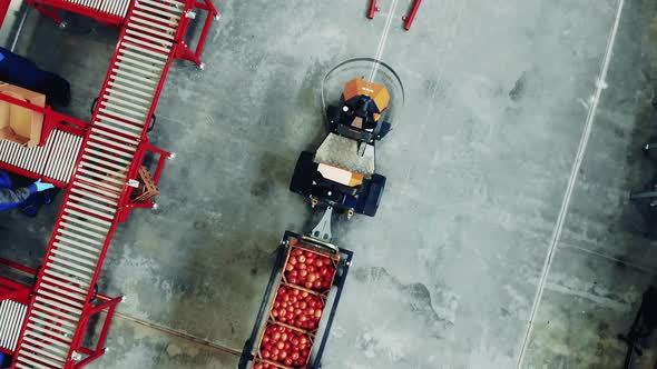 Industrial Trolley is Transporting Tomatoes in a Top View