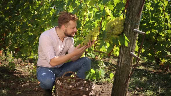 Happy Vintner in France Examining Grapes During Vintage