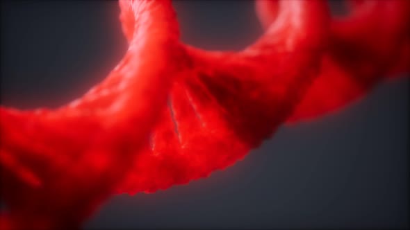 Loopable Structure of the DNA Double Helix Animation