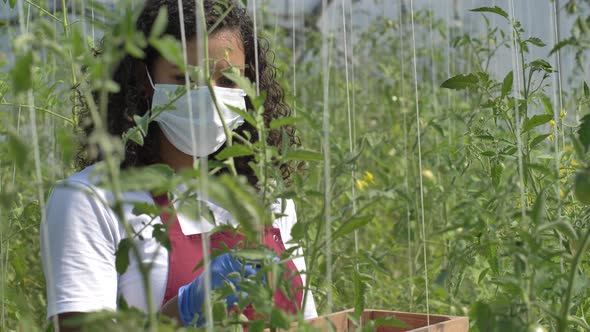 Masked Female Worker Picking Tomatoes in Hothouse