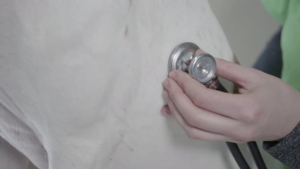 Woman's Hands with Stethoscope Checking Dogs Stomach Close Up