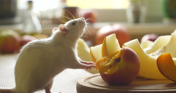 White Rat Eats Fresh Fruit