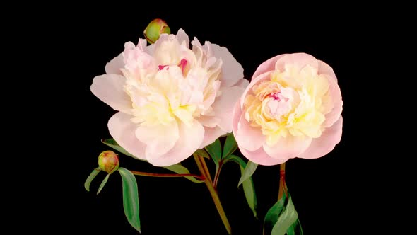 Time Lapse of Two Beautiful White Peony Flowers Blooming
