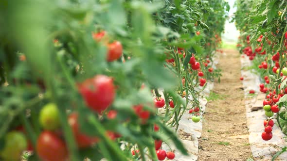 Tomato Plants Growing in Greenhouse