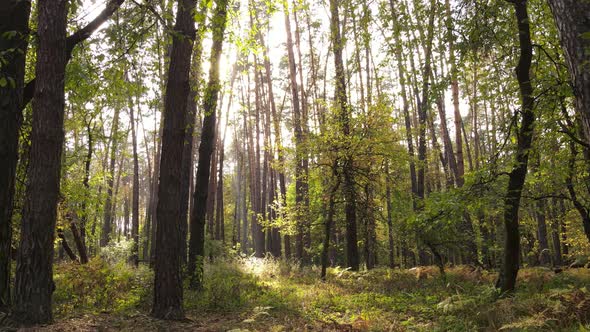 Autumn Forest with Trees By Day