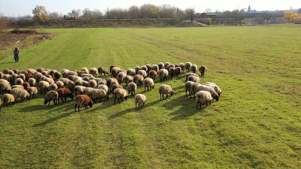 Herding a large flock of sheep. Aerial view of a farm with sheeps.