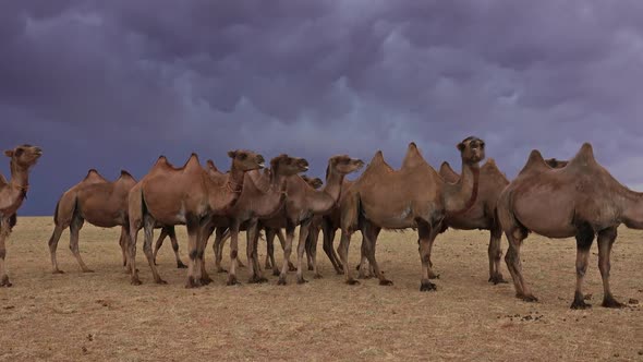 Group Camels in Steppe Under Storm Clouds Sky