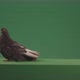 Pigeon Bird Exclusive Walks And Waves Isolated On Green Screen - VideoHive Item for Sale