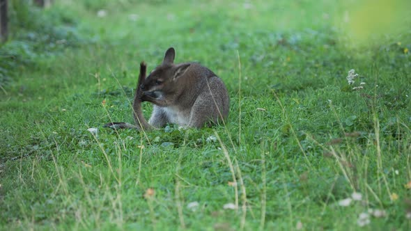 Bennett's Tree-kangaroo Is Cleaning Its Tail on Grass. Dendrolagus Bennettianus Grazing in the