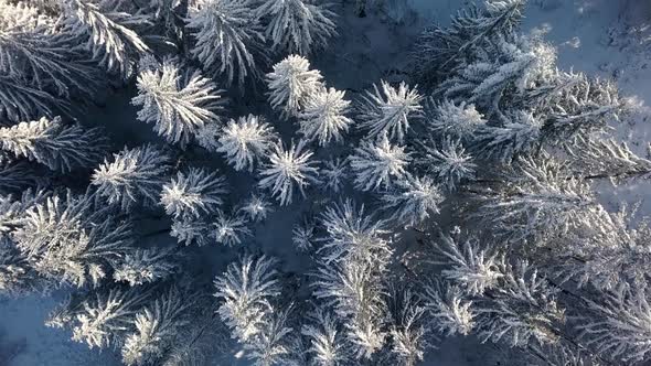 Winter Forest