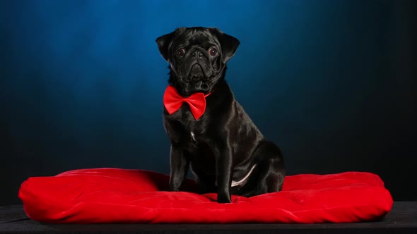 A Black Pug Gentleman in a Red Bow Tie Sits on a Red Pillow and Looks Around