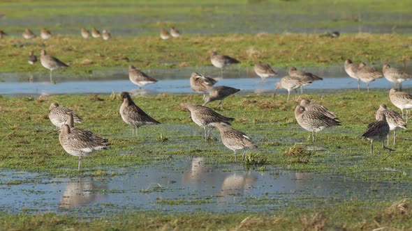 A group of curlews resting on a flooded field at Caerlaverock wetland centre South West Scotland.