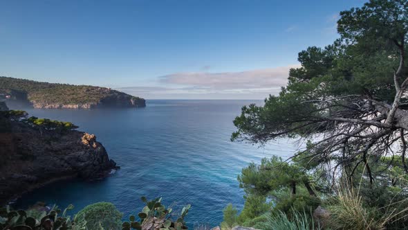 Tree fallen coast sea mallorca water