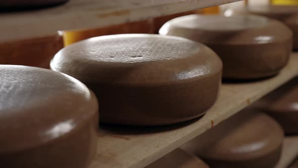 Cheese Heads Ripening on Wooden Shelves at Creamery