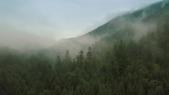 Mystic and Foggy Drone Flight Over the Rainforest in Mountain