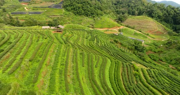 Aerial View of Tea Plantation Terrace on Mountain