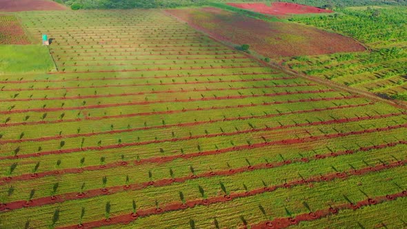 African bamboo farm filmed on a drone.