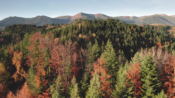 Village at Fir Leafy Forest Aerial