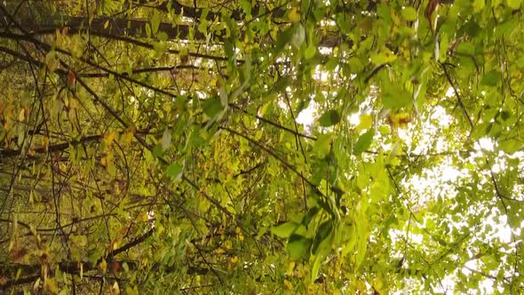 Vertical Video Aerial View of Trees in the Forest on an Autumn Day in Ukraine Slow Motion