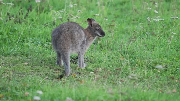 Bennett's Tree-kangaroo Eats Grass. Dendrolagus Bennettianus Grazing in the Meadow.