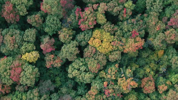 Aerial view of colorful autumn trees