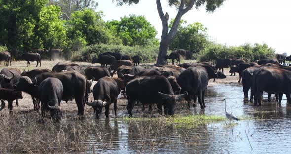 Cape Buffalo at Chobe river, Botswana safari wildlife