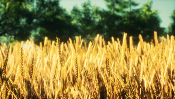 Scene of Sunset or Sunrise on the Field with Young Rye or Wheat in the Summer