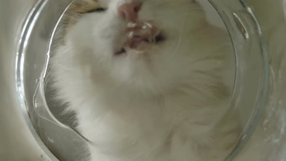 Funny White Cat Drinks Water From a Glass Cup, Bottom View