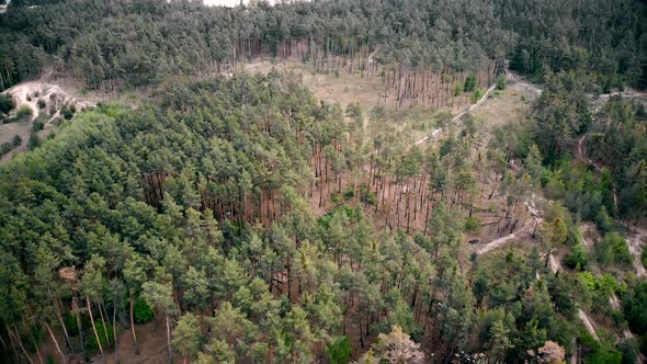 Pine Forest on the Sunny Day