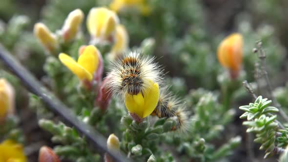 Orange Yellow Black Striped and Long-Haired Caterpillar Eats Flower