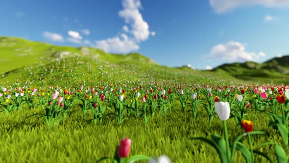 Flower Field