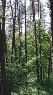 Vertical Video of the Forest By Day