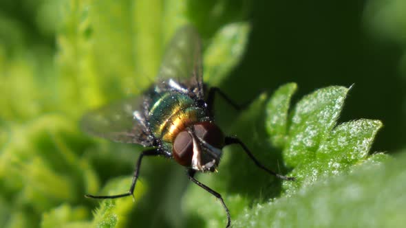 Macro shot of a large green fly on a leaf.