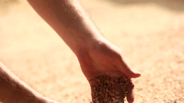 Human Hands Pouring Grain Corn After Harvest.
