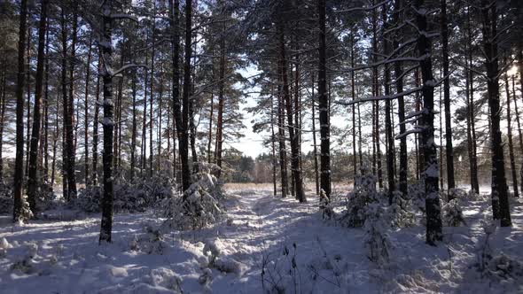 Frosty Sunny Winter Landscape in Snowy Pine Forest