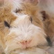 Two Guinea Pigs Eating Cabbage Actively in a Zoo on a Sunny Day in Summer - VideoHive Item for Sale