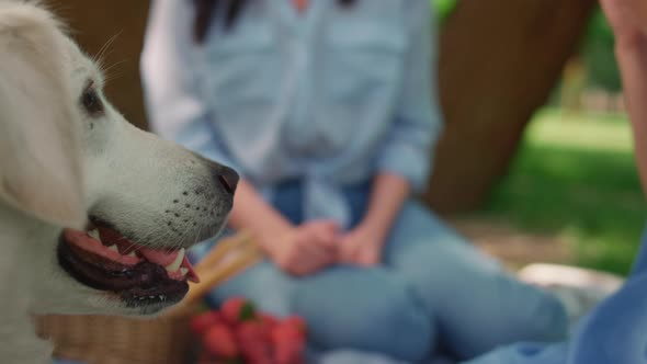 Beautiful Labrador Kissing Cute Girl on Picnic