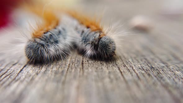 Extreme macro close up and extreme slow motion of two Western Tent Caterpillar’s as one of them move