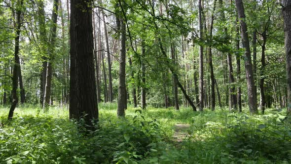 Trees in the Forest By Summer Day