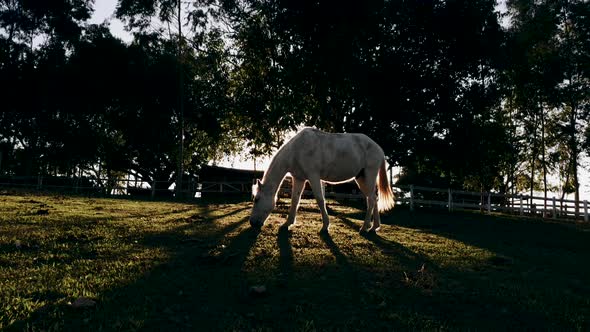 White horse kicking away annoying flies from his belly while grazing on field.