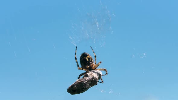 Cose Up of Hunting Spider Trying Capturing a Small Insect in Its Web