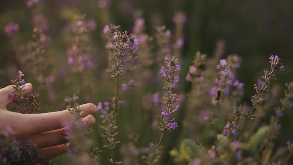 A Woman with Curly Hair Observes the Beauty of a Lavender Field in Bloom Closeup