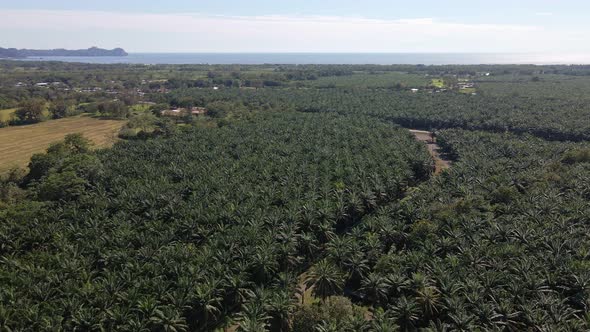 Coastal palm tree forest in Puntarenas, Costa Rica on a bright, sunny day. Slow aerial tracking shot