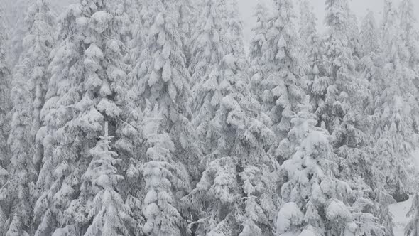 Evergreen Trees Covered in White Snow During a Snowy Winter Season Day