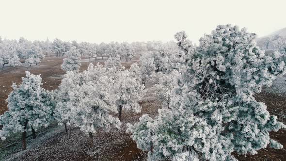 Frozen Trees Aerial