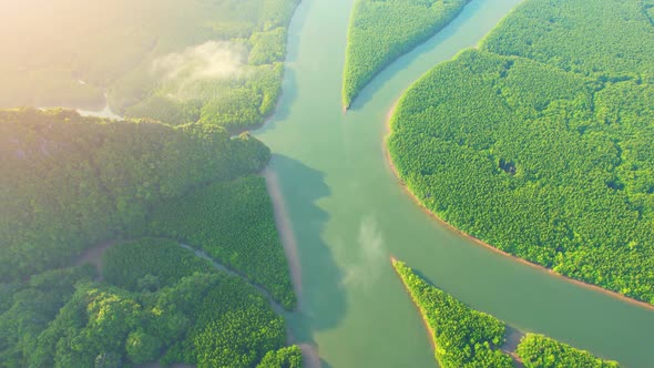 Aerial view over rivers and streams at beautiful large mangrove forests