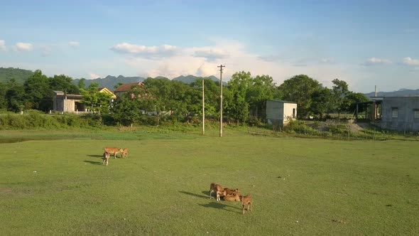 Calm Brown Buffaloes Graze on Beautiful Sunny Meadow