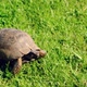 Small tortoise is walking on green grass at garden - VideoHive Item for Sale