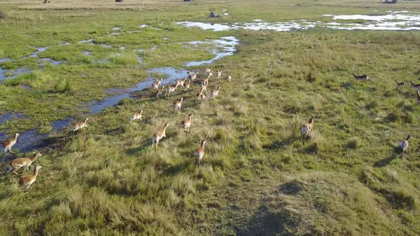 Red lechwe herd running through the Okavango wetlands in Botswana at golden hour