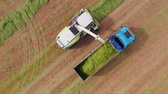 Wheat silage picking process post harvest into a truck trailer, Aerial view.